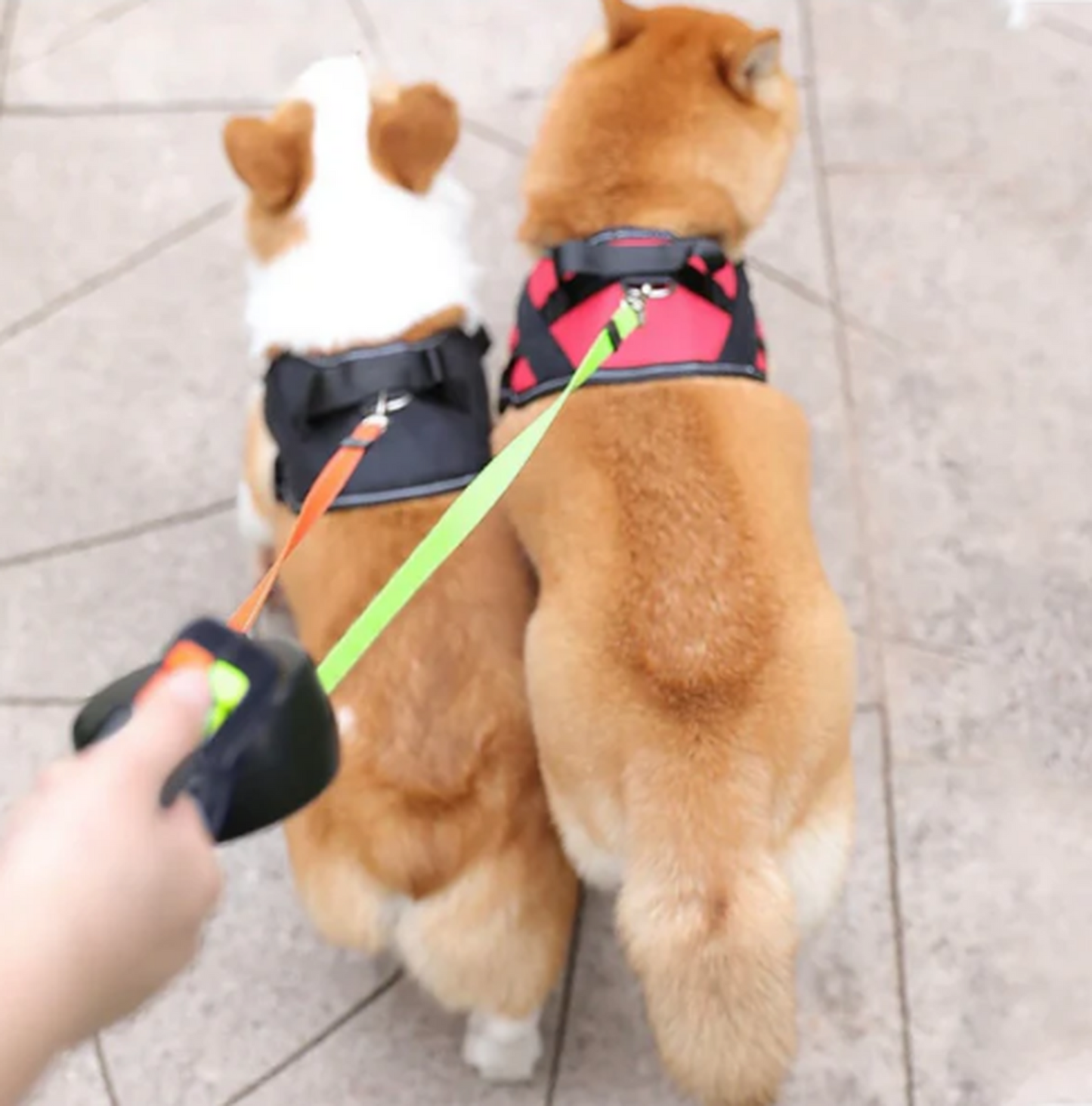 Bloomixy Retractable Dual Dog Leash with LED